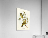 Green Oriole Acrylic Print