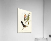 Grey Crowned Babbler 2 Acrylic Print