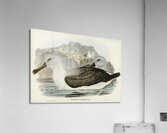 Grey Headed Albatross Acrylic Print