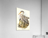 Great Blue Heron Acrylic Print