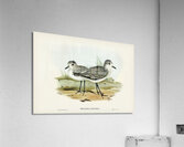 Grey Plover Acrylic Print