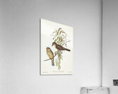 Grey Shrikethrush 2 Acrylic Print