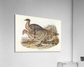 Malleefowl Acrylic Print