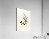 Little Bronze Cuckoo Acrylic Print