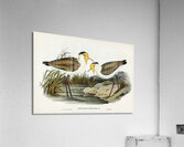 Masked Lapwing Acrylic Print