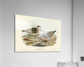 Little Curlew Acrylic Print