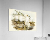 Little egret Acrylic Print