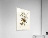 Musk Lorikeet Acrylic Print