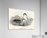 Little Penguin 2 Acrylic Print