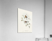 Masked Finch Acrylic Print