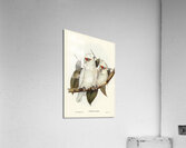 Long Billed Corella Acrylic Print