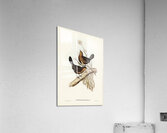 Pilotbird Acrylic Print