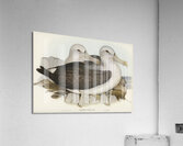 Shy Albatross Acrylic Print