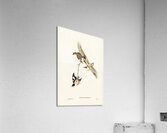 Varied Sittella 2 Acrylic Print
