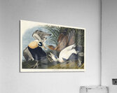 Plate 246 Common Eider Duck Acrylic Print