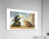 Plate 276 King Eider Duck Acrylic Print