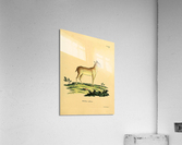 Java Mouse Deer Acrylic Print