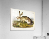 Texian Hare Acrylic Print