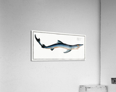 Blue Shark Acrylic Print