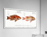 Japanese Threadfin Bream and Redstriped Eartheater Acrylic Print