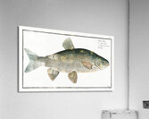 Ide Orfe Acrylic Print