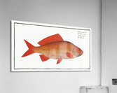Goldfish Acrylic Print