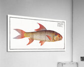 Labeo Boga Acrylic Print