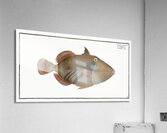 Lagoon Blackbar Triggerfish Acrylic Print