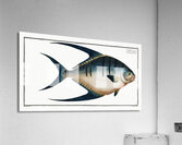 Great Pompano Palometa Acrylic Print