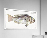 Redtail Parrotfish Acrylic Print