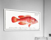 Mottled Grouper Acrylic Print