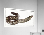 Mediterranean Moray Eel Acrylic Print