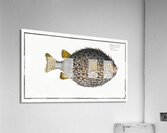 Spot Fin Porcupinefish Acrylic Print