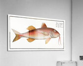 Striped Red Mullet Surmullet Acrylic Print