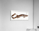 Small Spotted Catshark Sandy Dogfish Acrylic Print