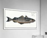 Saithe Pollock Coalfish Acrylic Print