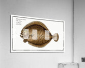 Turbot Flatfish Acrylic Print