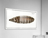 Zebra Sole Acrylic Print