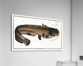 Wels Catfish Sheatfish Acrylic Print