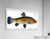 Tench Doctor Fish Acrylic Print