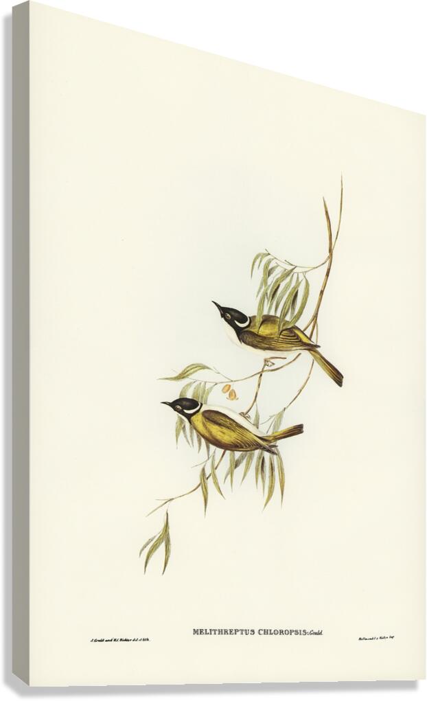 Gilbert s Honeyeater Canvas Print