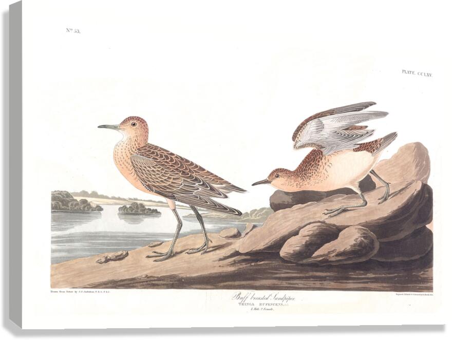Plate 265 Buff Breasted Sandpiper Canvas Print