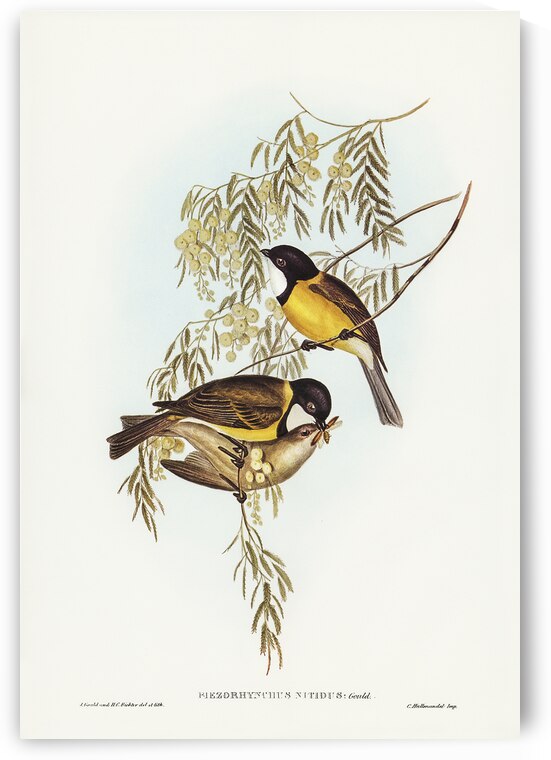 Australian Golden Whistler by History In Your Home