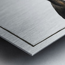 Saithe Pollock Coalfish Metal print