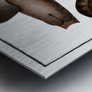 Zebra Shark Metal print