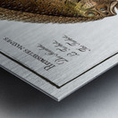 Turbot Flatfish Metal print