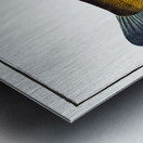 Tench Doctor Fish Metal print