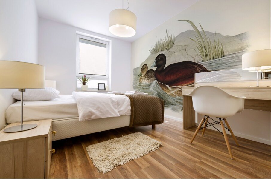 Blue Billed Duck Mural print