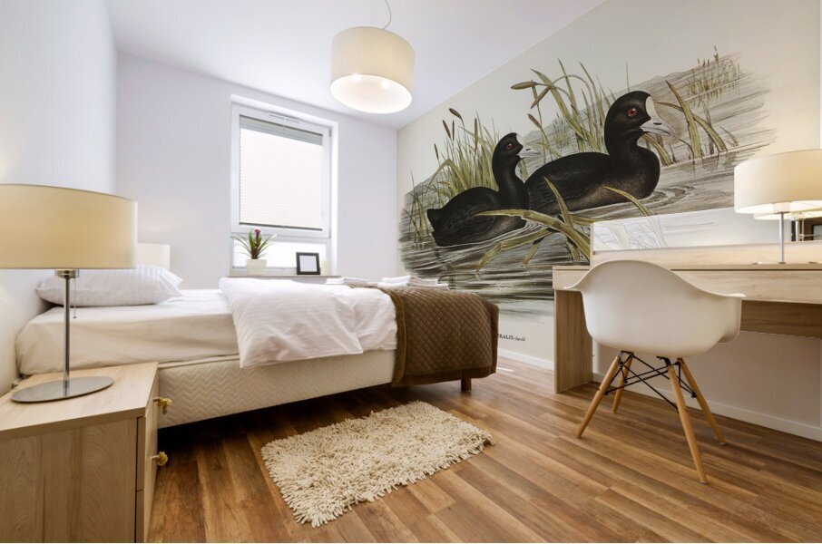 Eurasian Coot Mural print