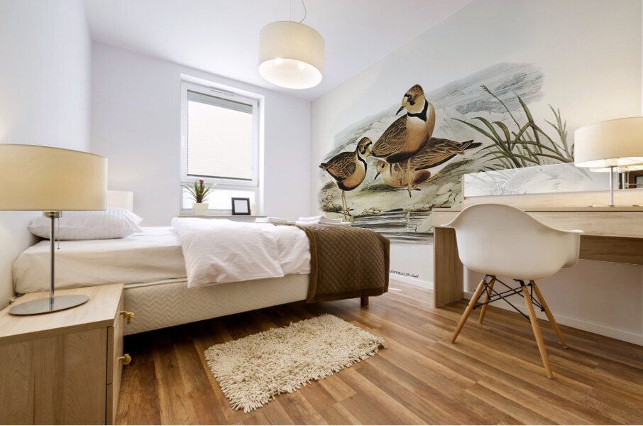 Inland Dotterel Mural print